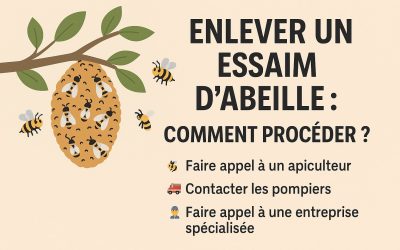 Enlever un essaim d’abeille : comment procéder ?
