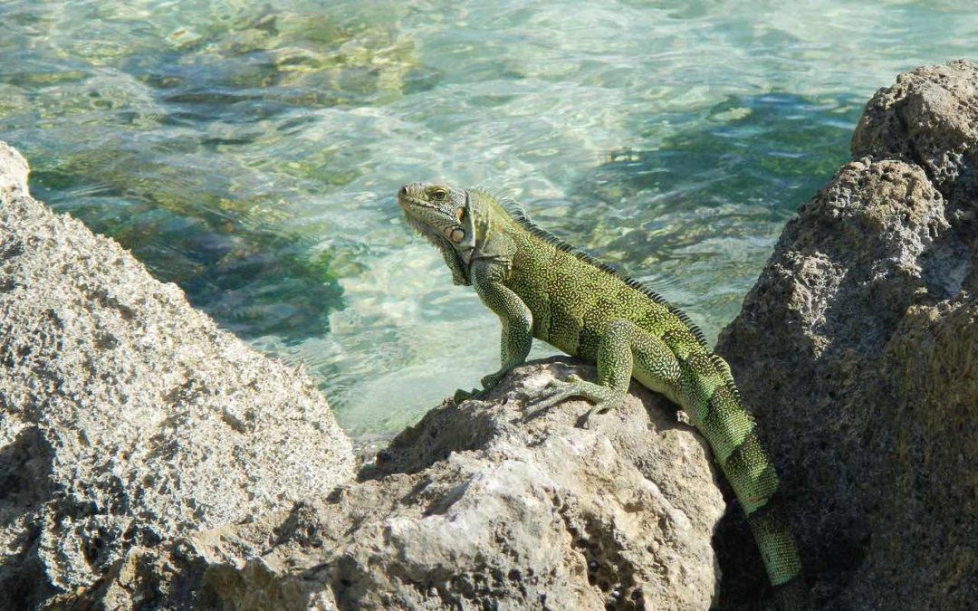 Quels sont les animaux les plus dangereux de Guadeloupe ?