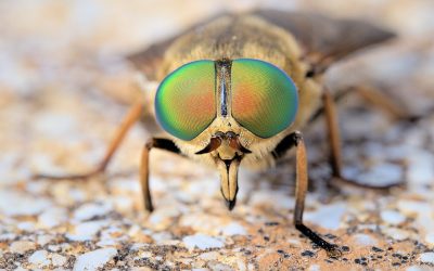 Pièges à taon : 3 idées fabuleuses pour les capturer