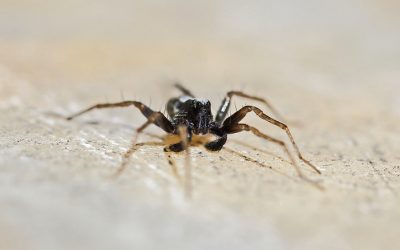 Les meilleurs remèdes de grand-mère pour soulager et soigner une piqûre d’araignée