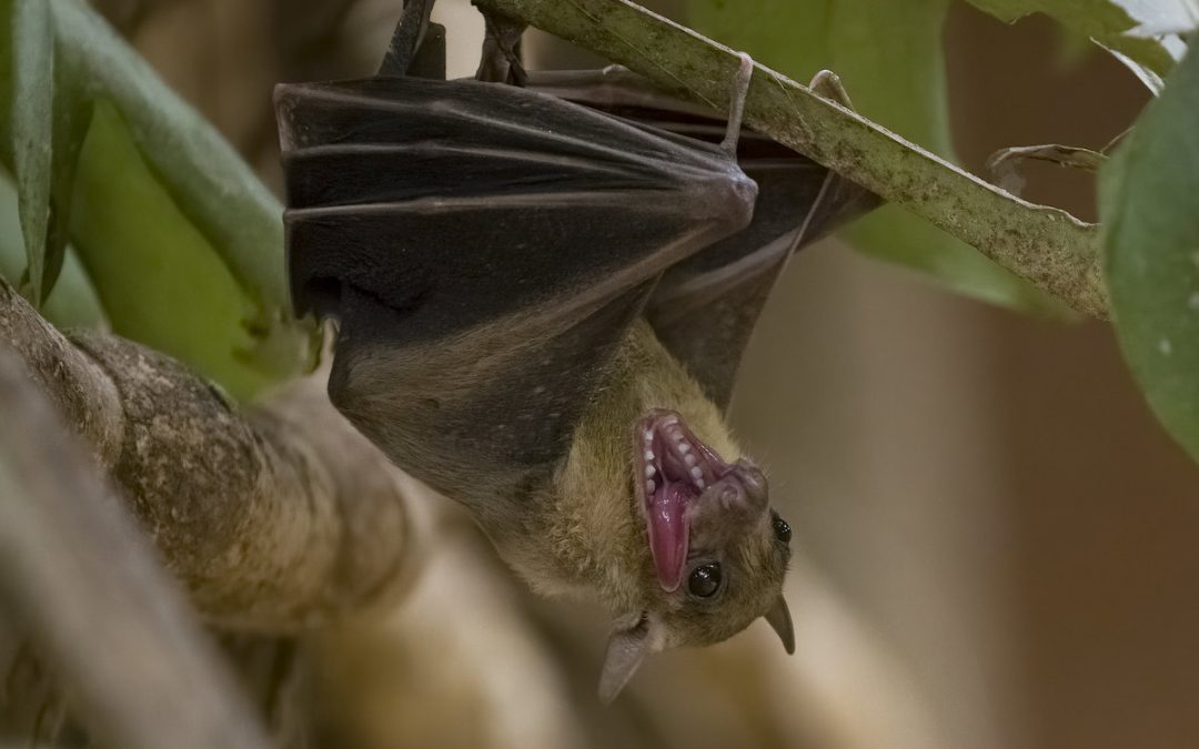 Crottes de chauve-souris : les identifier facilement