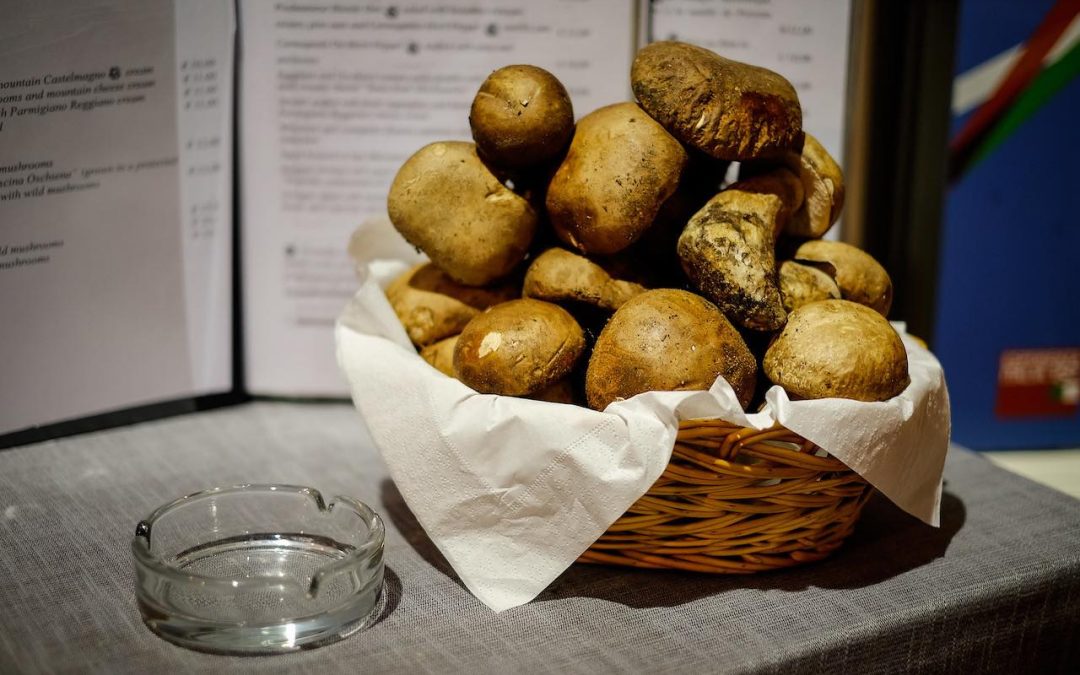 Où et comment trouver des cèpes ? Nos meilleurs conseils