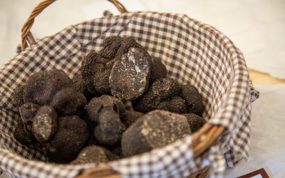 Où et comment trouver des truffes ? Nos meilleurs conseils
