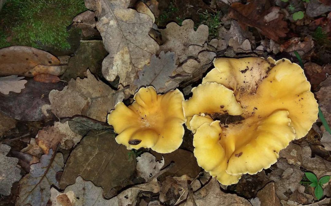 Où et comment trouver des girolles ? Nos meilleurs conseils
