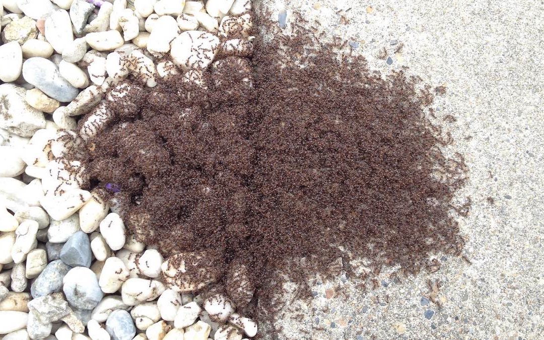 Nos idées de pièges à fourmis à fabriquer pour sa maison