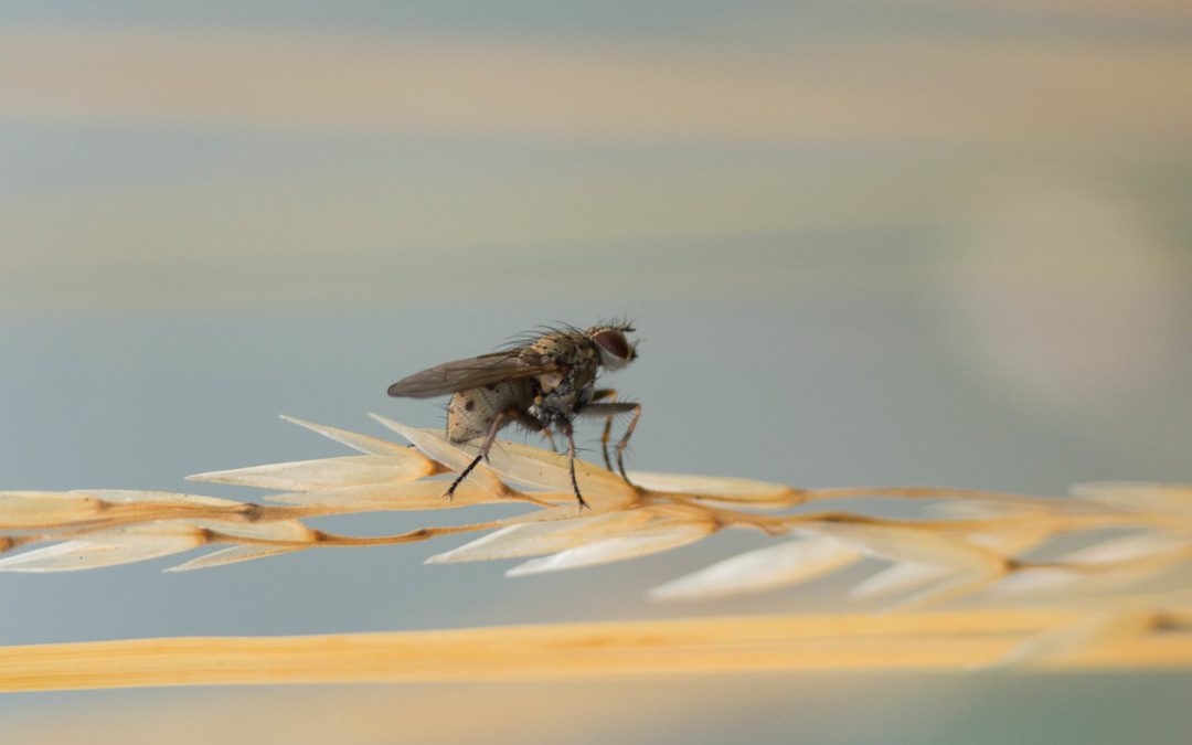 Comment fabriquer des pièges à moucherons ultra efficaces facilement