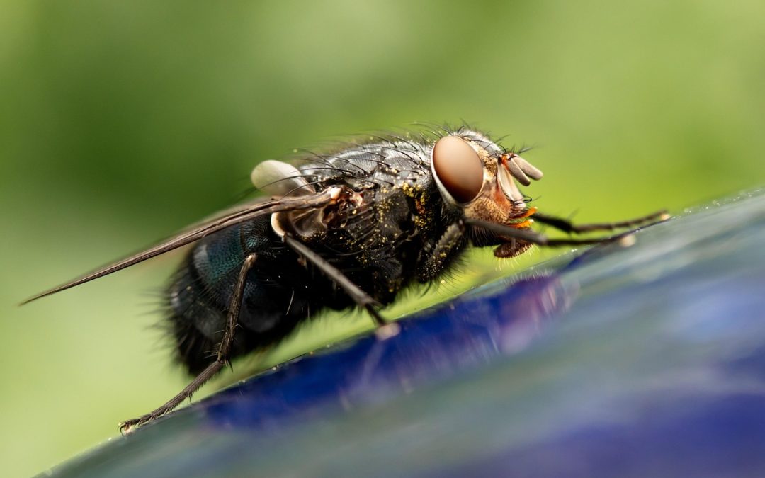 TOP 10 des meilleurs répulsifs pour mouches