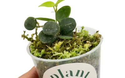 Hoya serpens : tout savoir sur cette plante grimpante venue de l’Himalaya