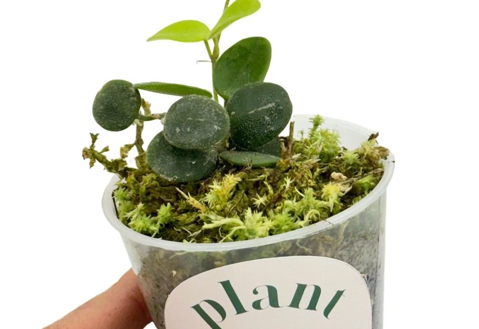 Hoya serpens : tout savoir sur cette plante grimpante venue de l’Himalaya