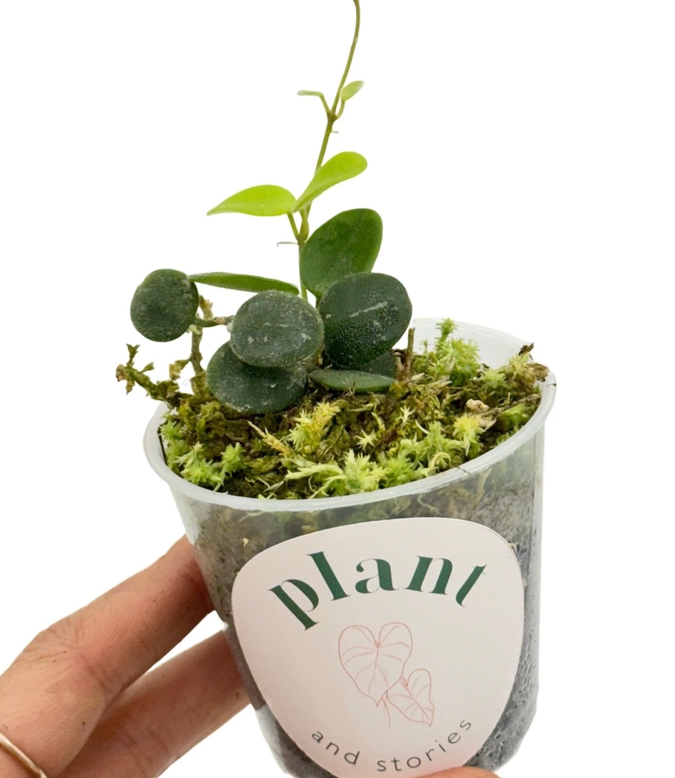 Hoya serpens